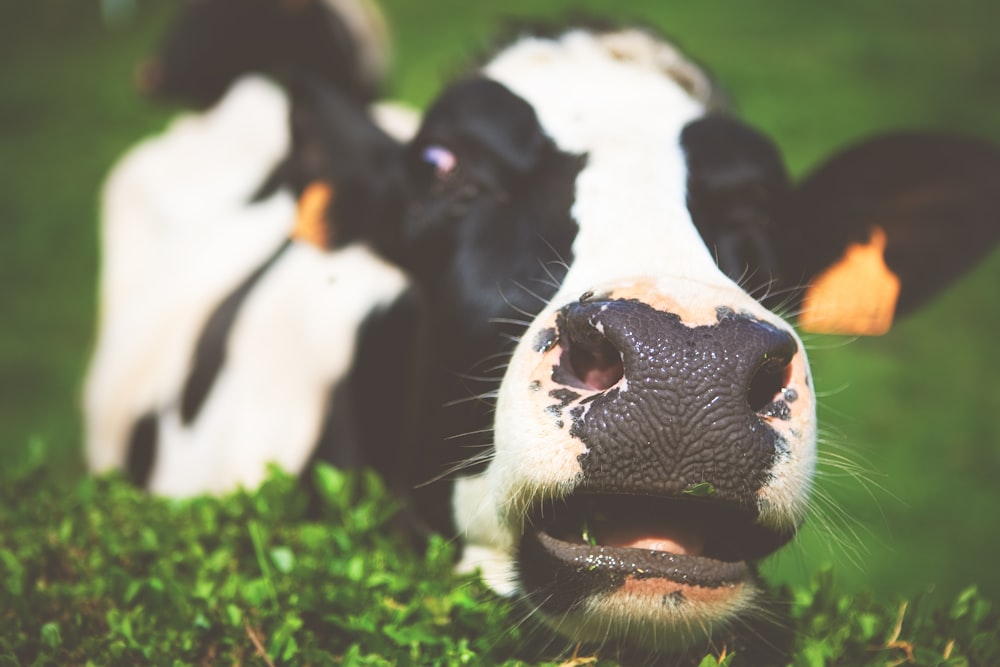 closeup photo of cow
