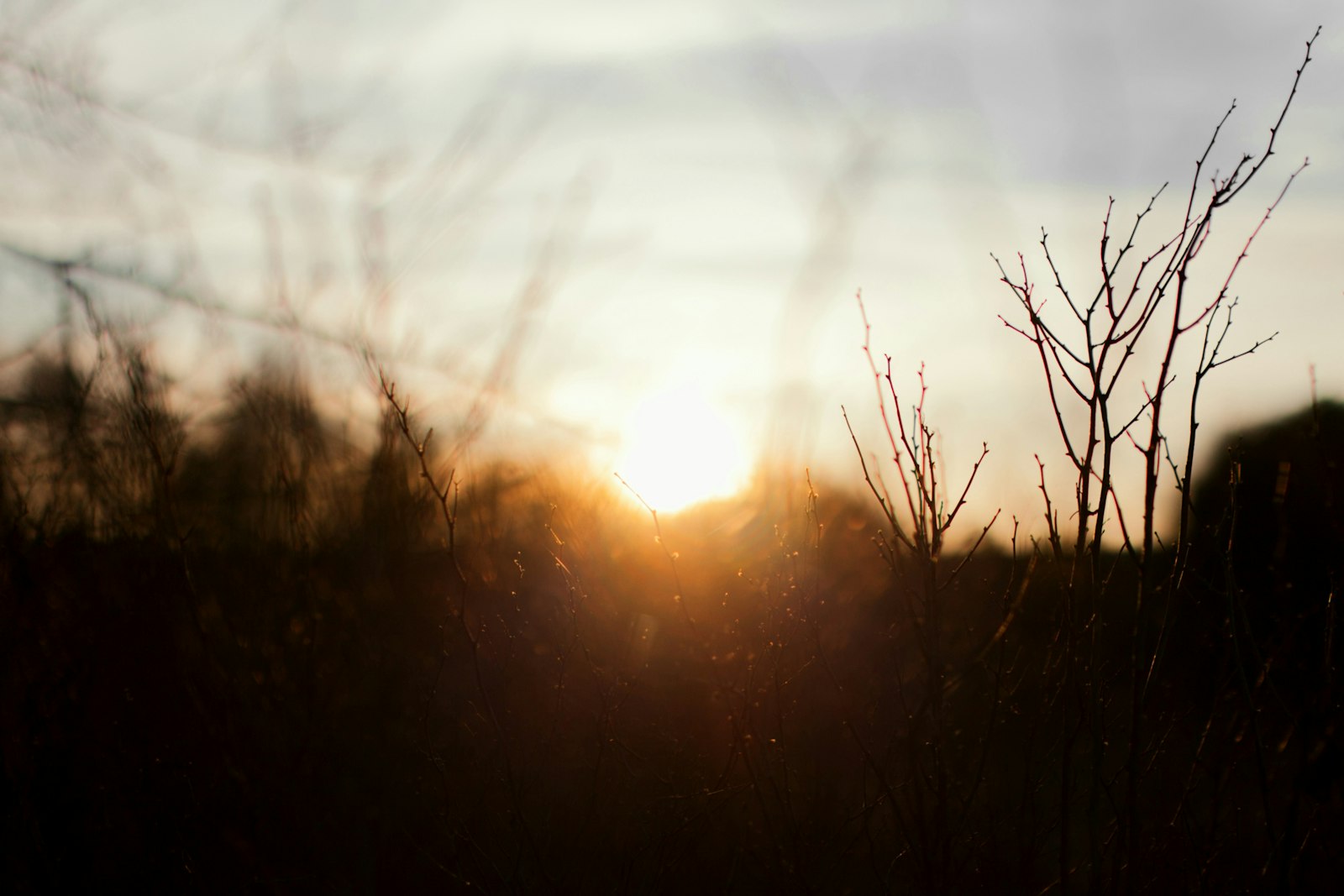 Canon EOS 5D Mark II + Sigma 35mm F1.4 DG HSM Art sample photo. Bare trees photography