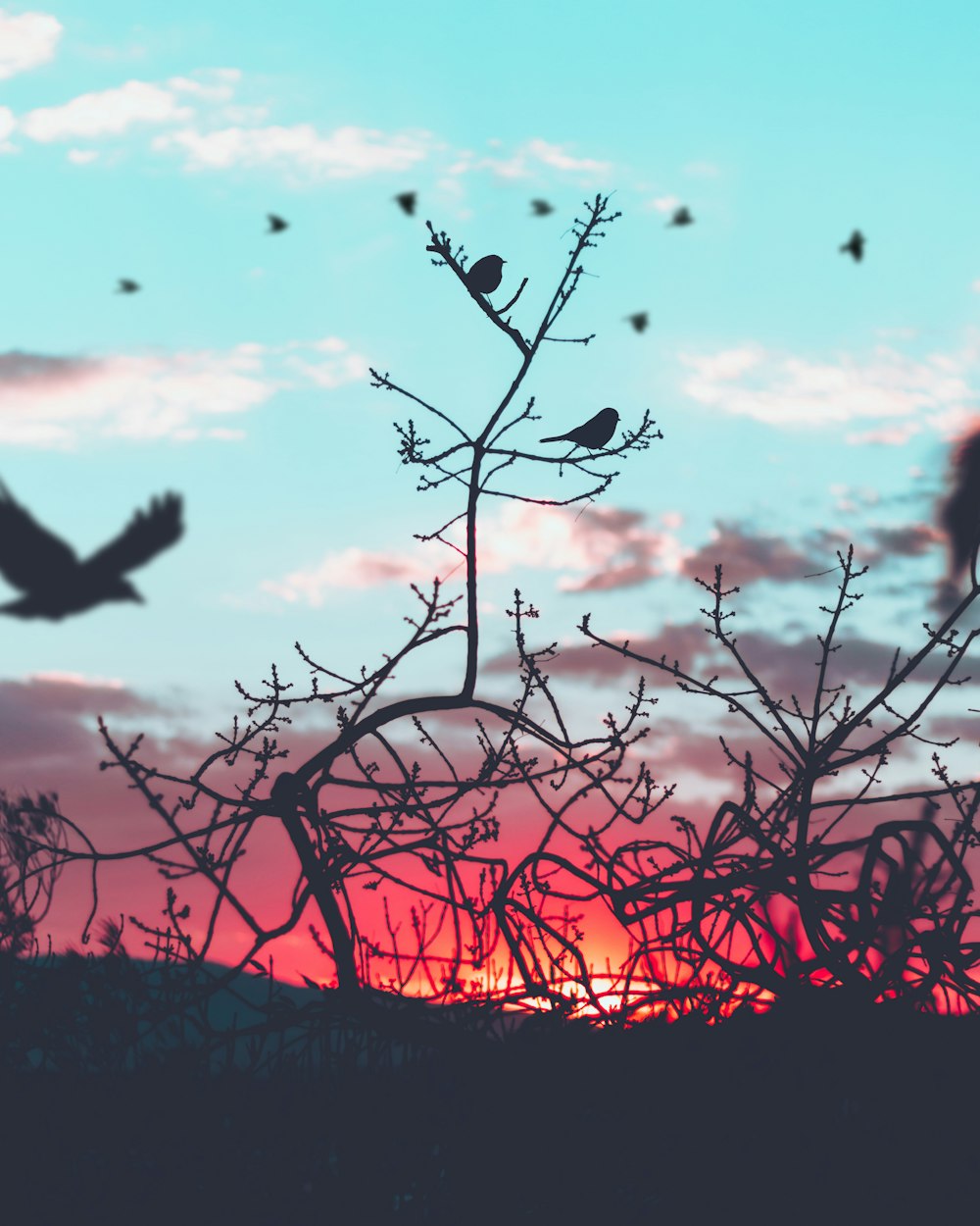 silhouette photography of birds and plants