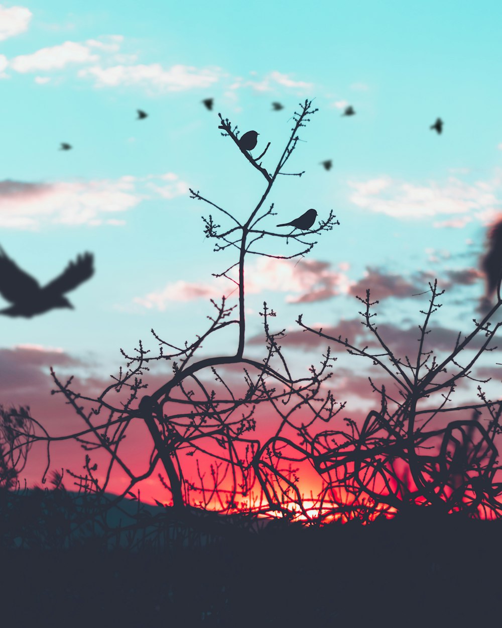 Fotografia di silhouette di uccelli e piante