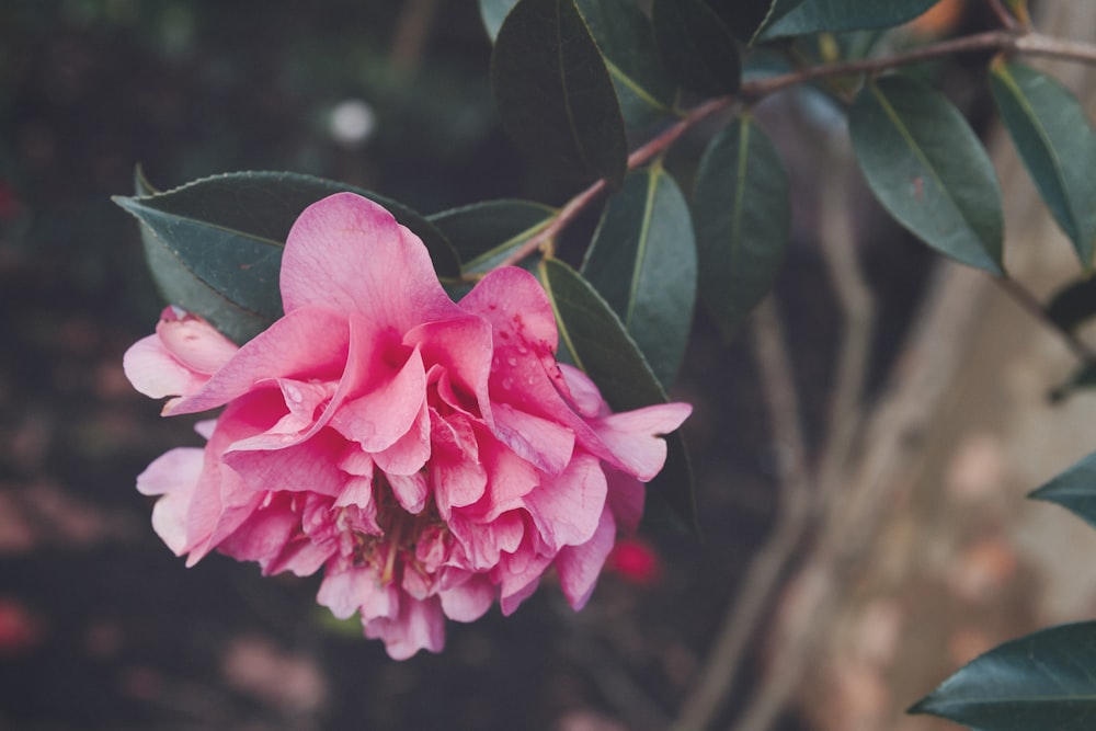 fleur à pétales roses