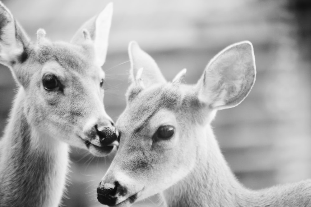 grayscale photography of two reindeers