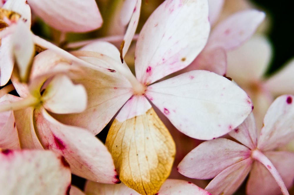 Photographie en gros plan fleur aux pétales roses