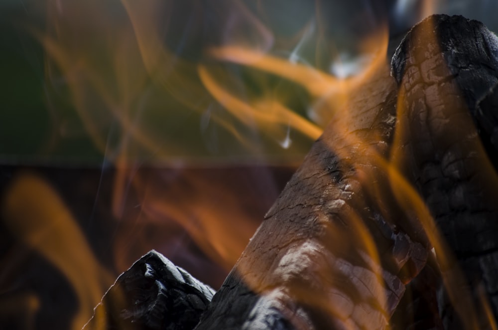 closeup photo of burned firewood