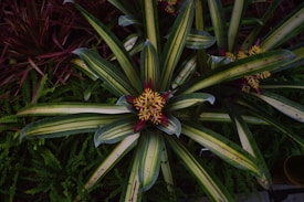 A vibrant plant with long, pointed green leaves featuring yellow stripes and purple edges. The center displays a cluster of bright yellow and red flowers. Surrounding the plant are various small ferns and other foliage, creating a lush, dense environment.