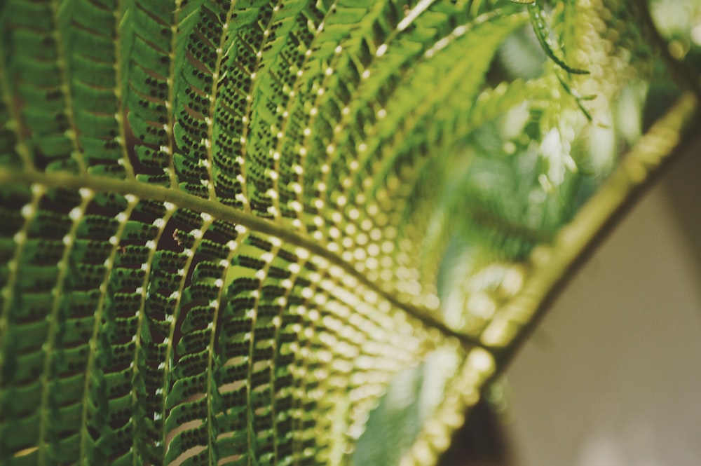 photo en gros plan d’une plante à feuilles vertes