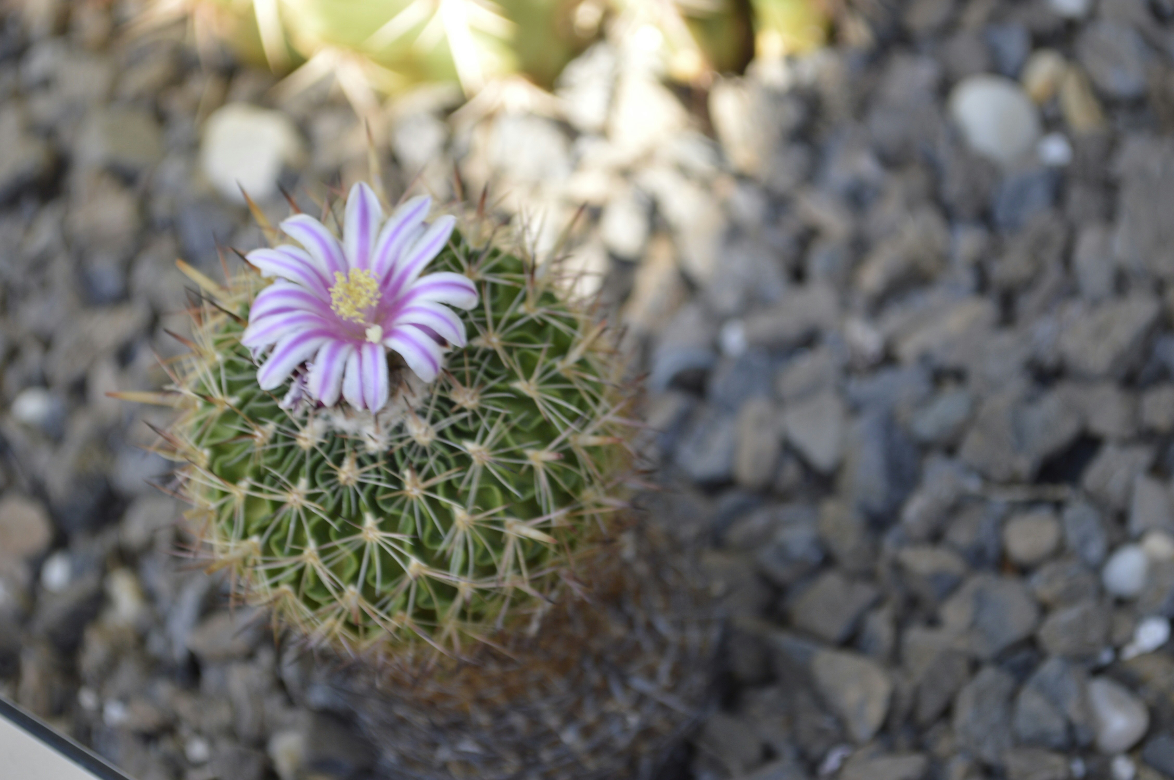 Free Unsplash photo from Becky Phan