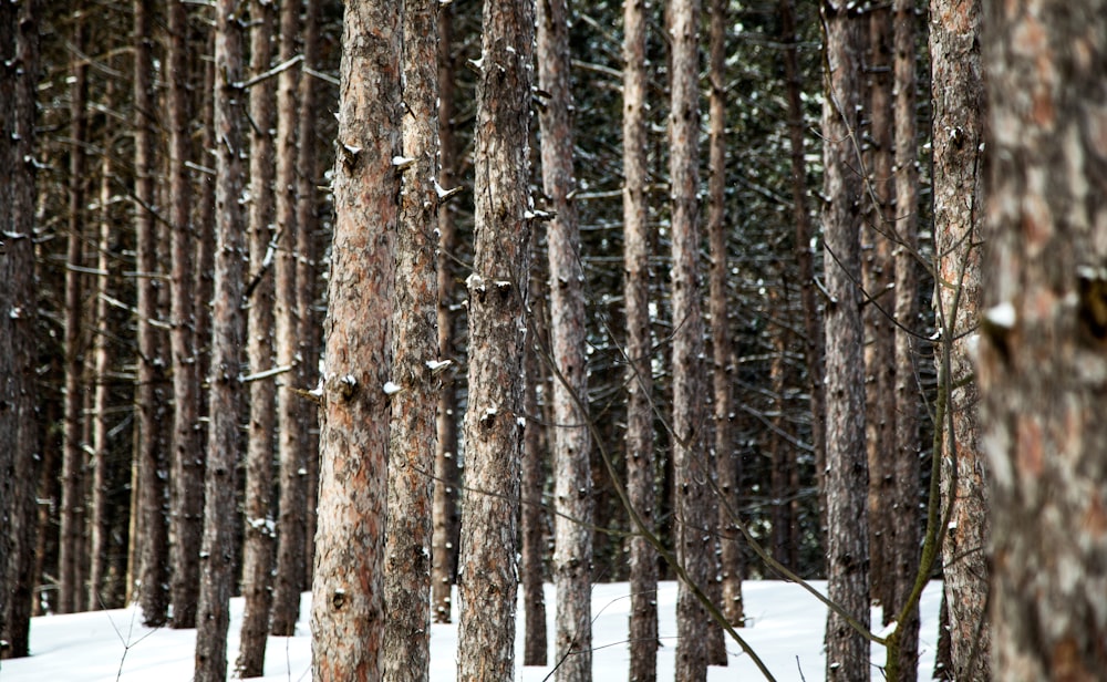 brown tree trunks at daytime