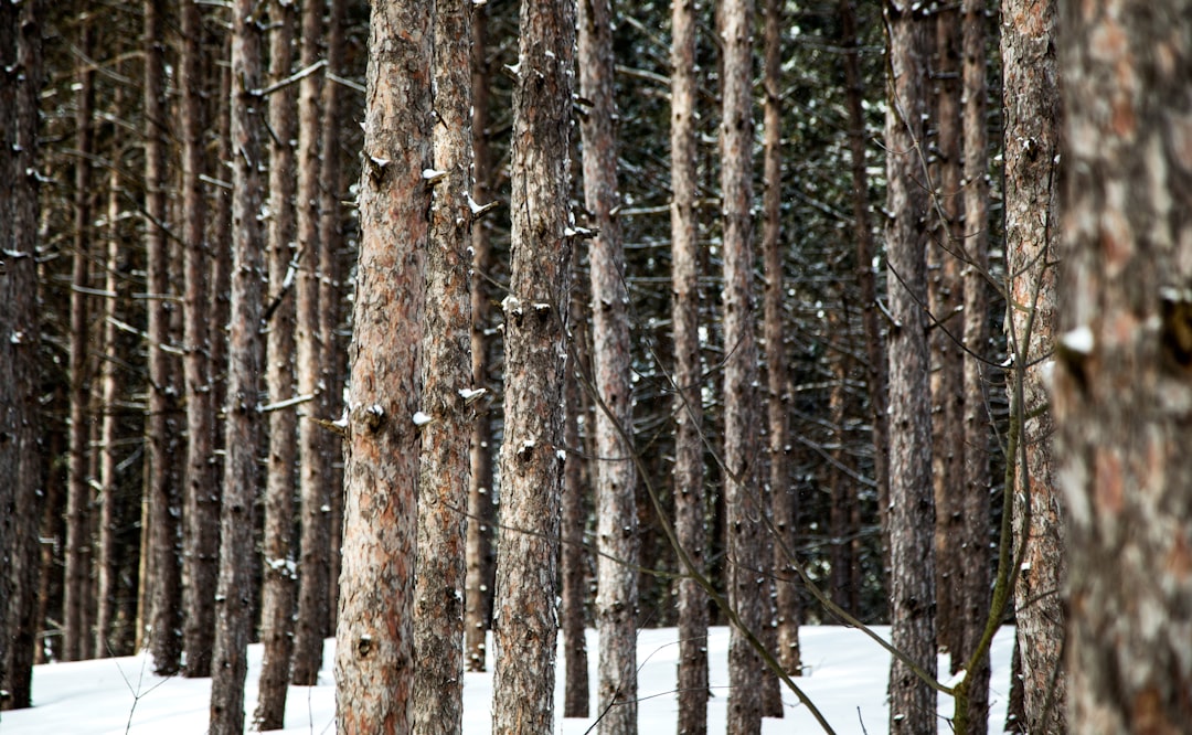 brown tree trunks at daytime