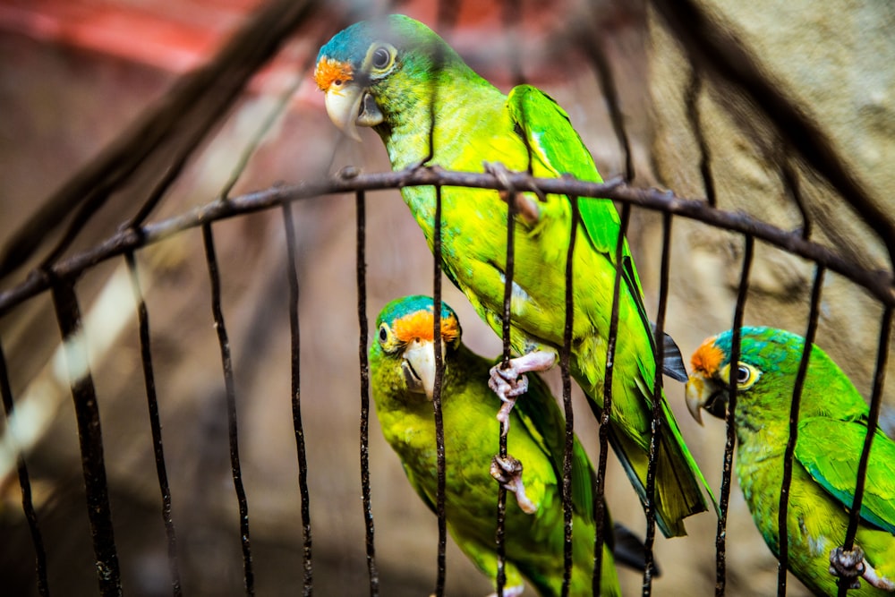 trois perruches vertes à l’intérieur sur une cage noire