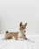 A Basenji dog with a tan and white coat is lying down on a soft white surface against a plain white background. The dog appears alert with its ears perked up, looking slightly to the side.