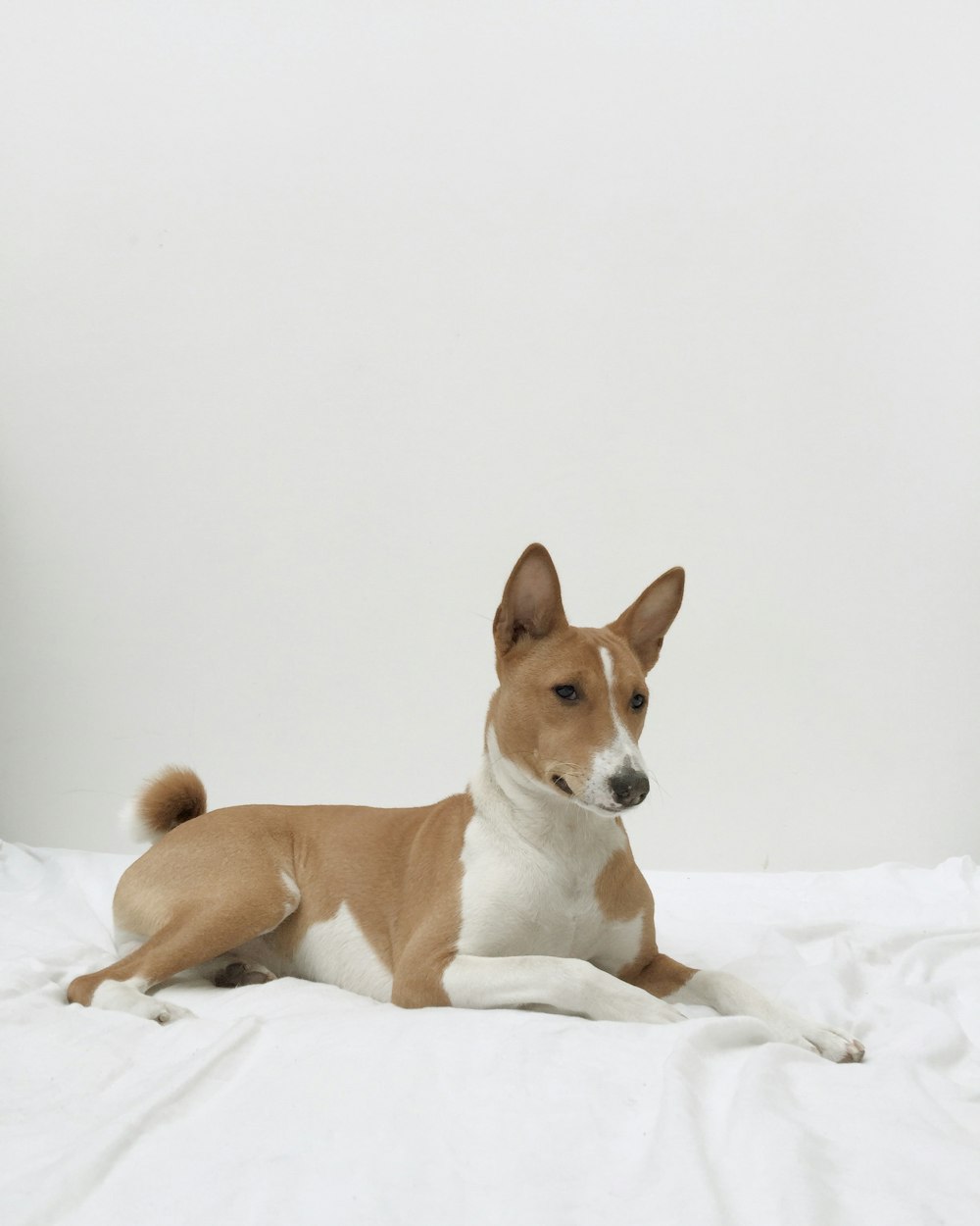 A brown and white dog sitting on a white blanket.