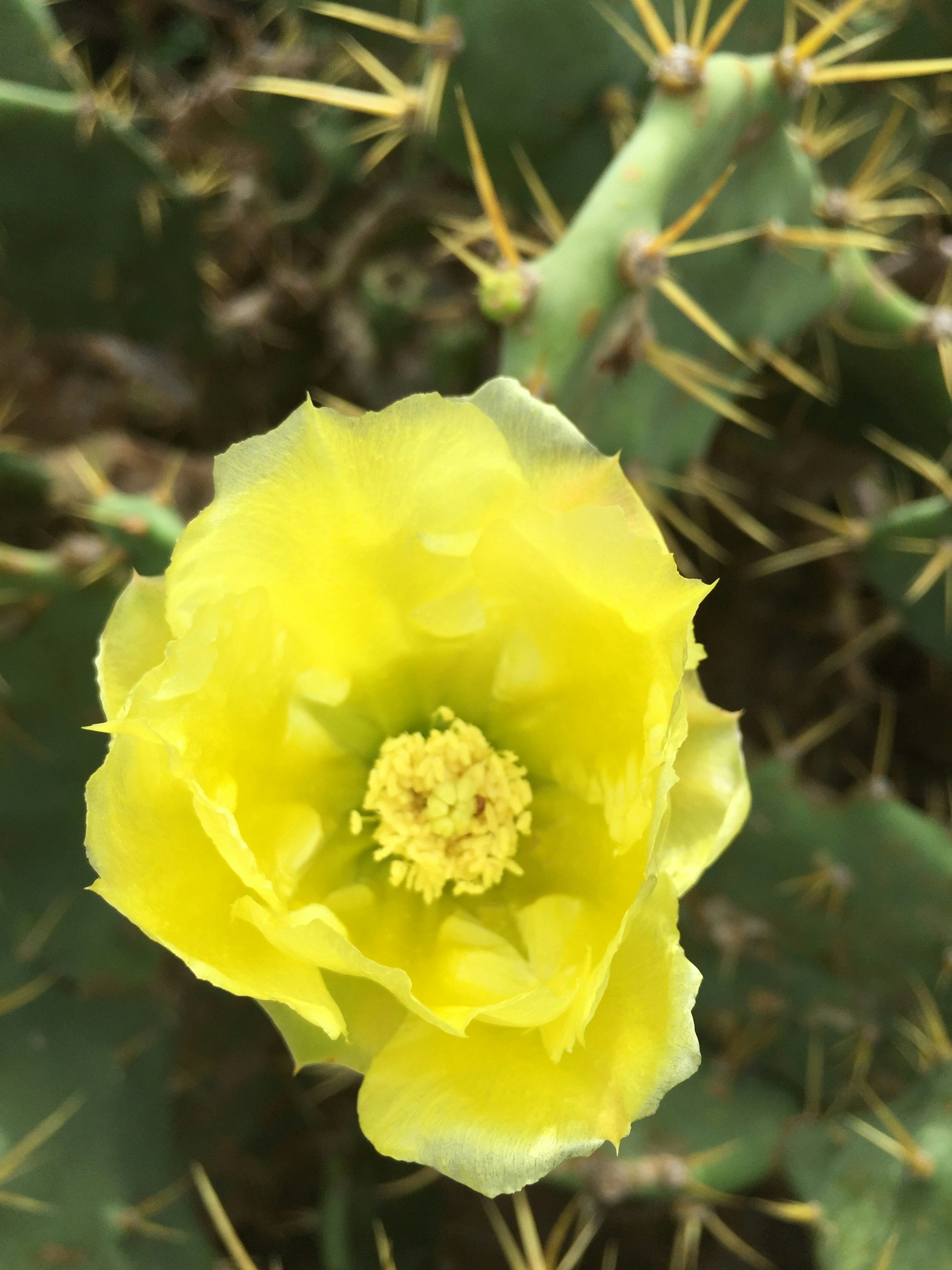 Free Unsplash photo from wawo twingo