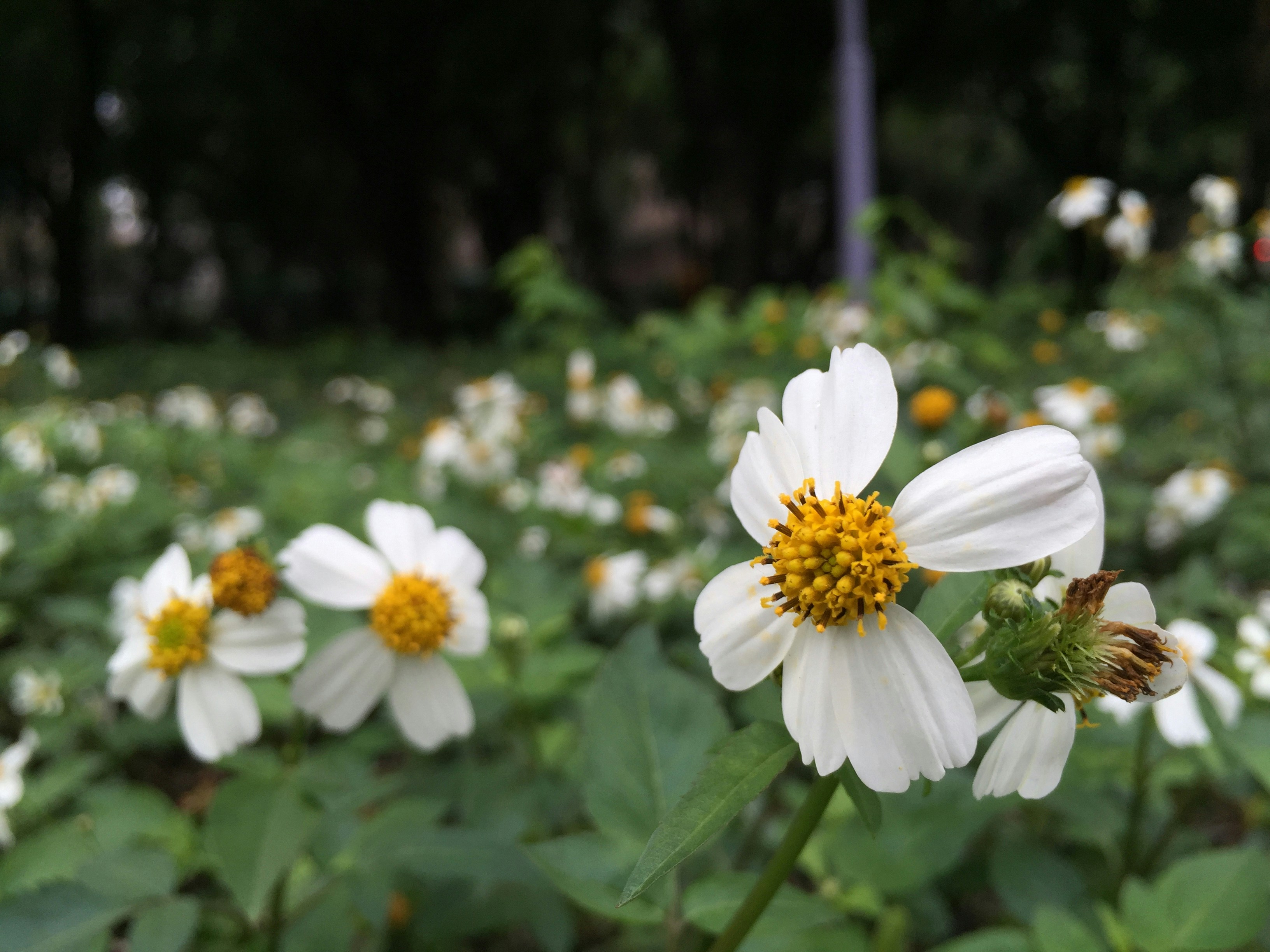 Free Unsplash photo from wawo twingo