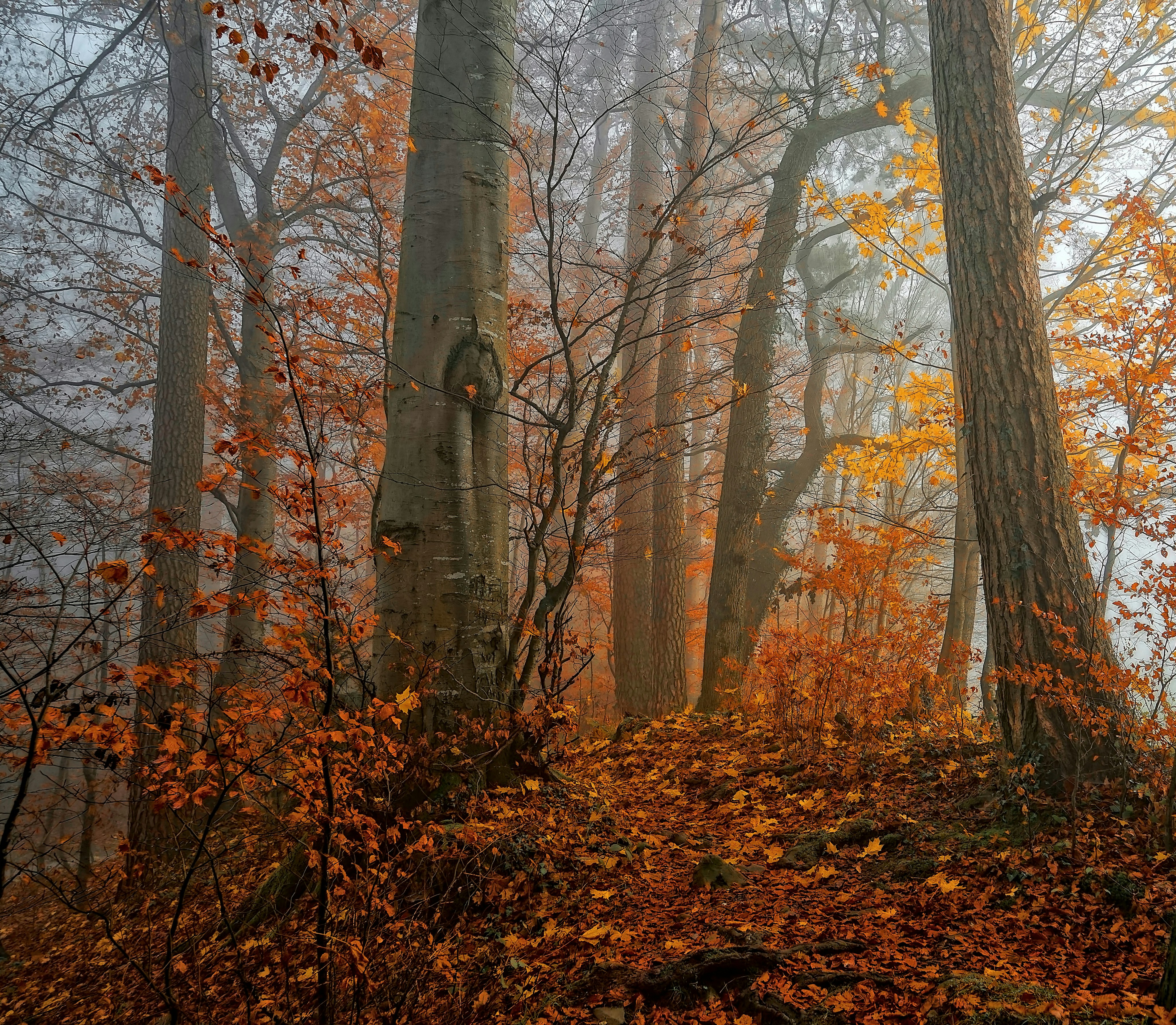 Free Unsplash photo from Ricardo Gomez Angel