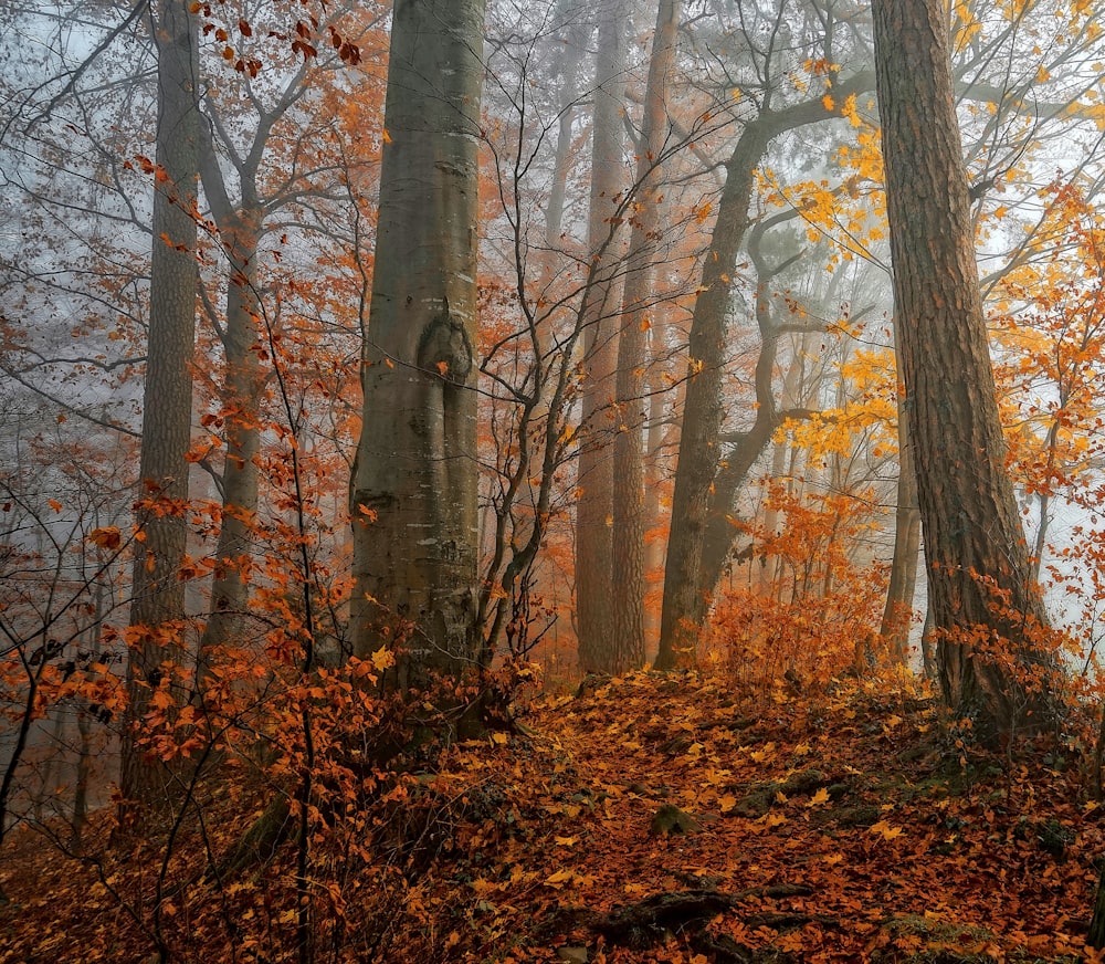 alberi marroni