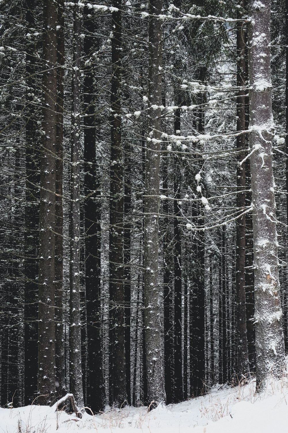 gray and black trees during winter
