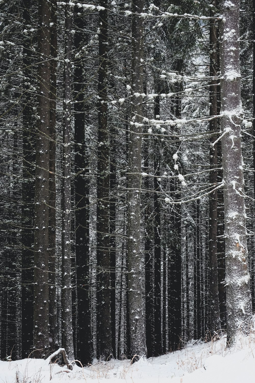 Graue und schwarze Bäume im Winter