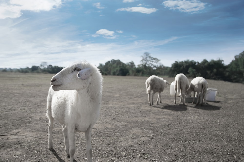 Fotografia de foco raso de cabra