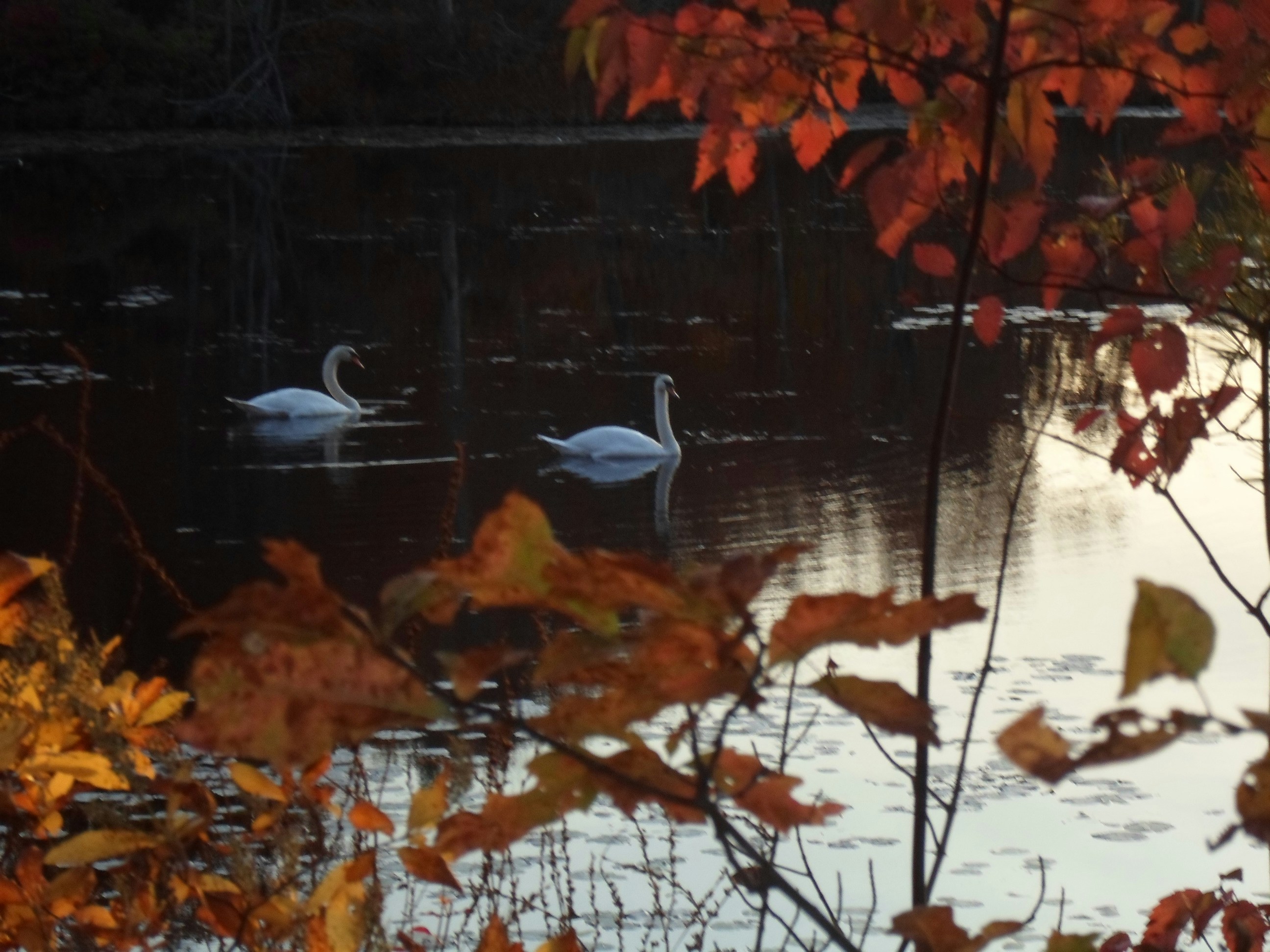 Free Unsplash photo from Joylin Barry