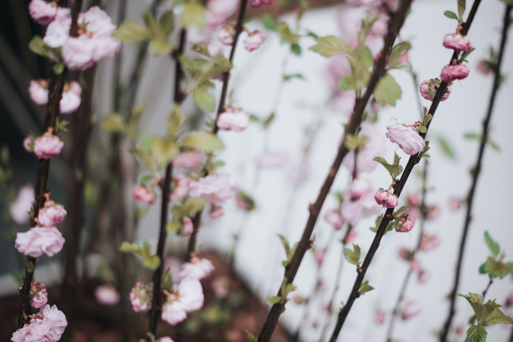 close up photo of pink petaled flower