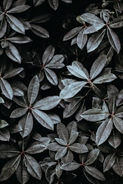 grayscale photo of leaves