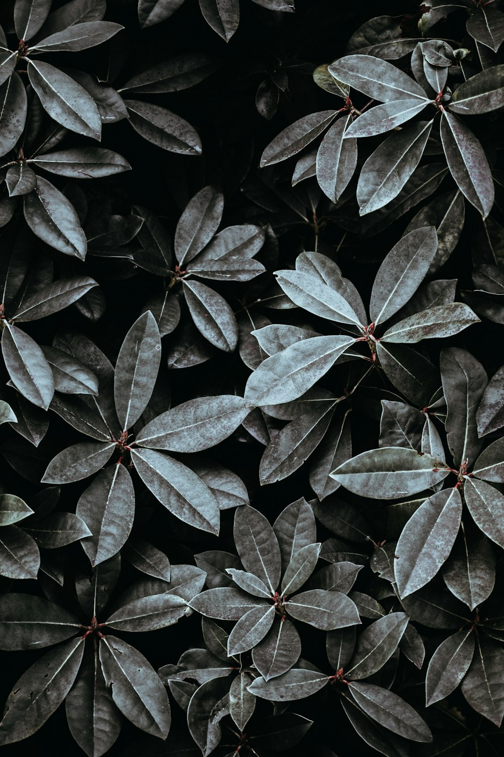 Photo en niveaux de gris de feuilles