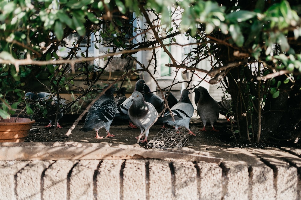 flock of pigeons on brown brick wall during daytime