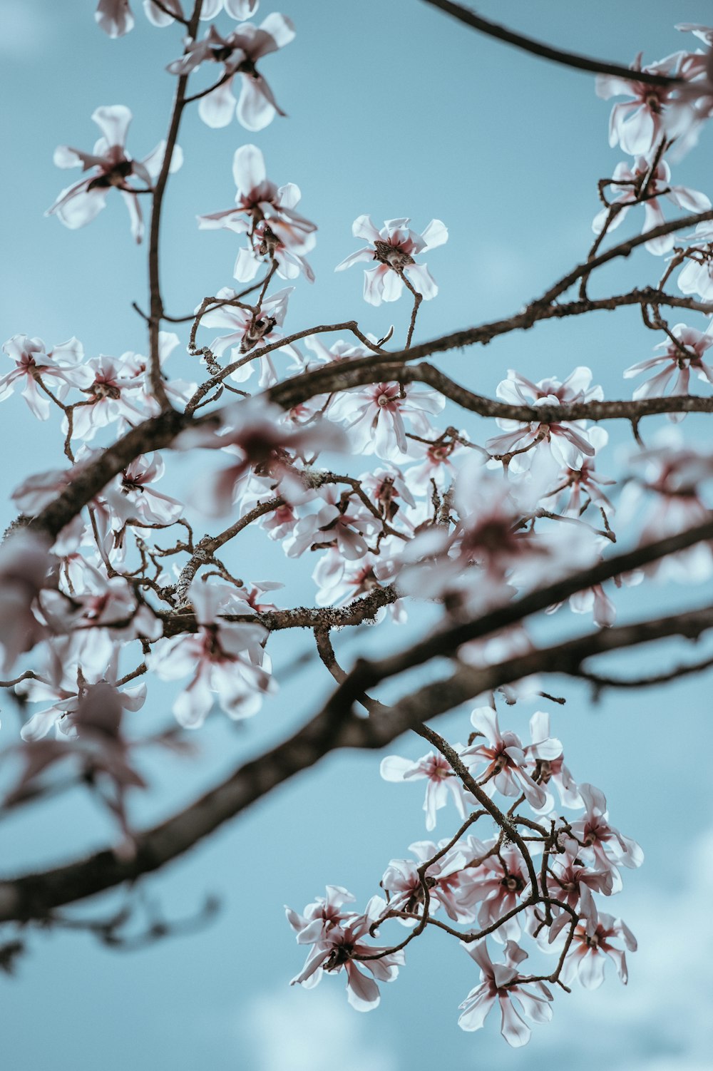 photo of white petaled flowers