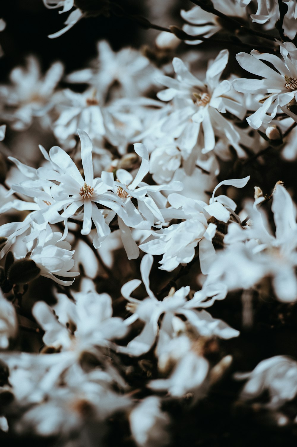 Fotografia de foco raso de flores brancas