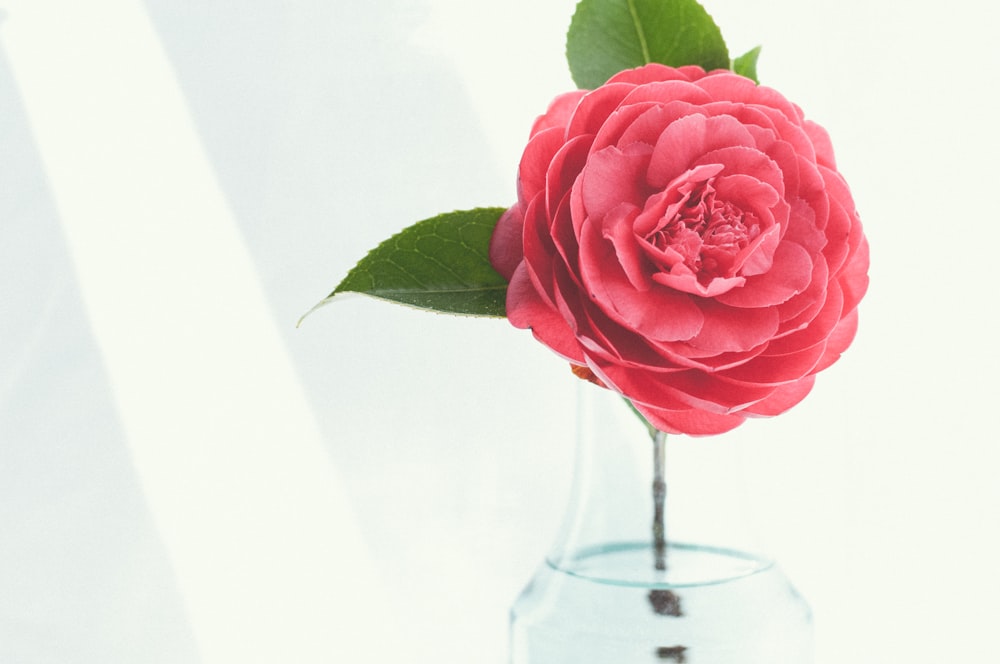 fleur à pétales roses sur vase en verre transparent