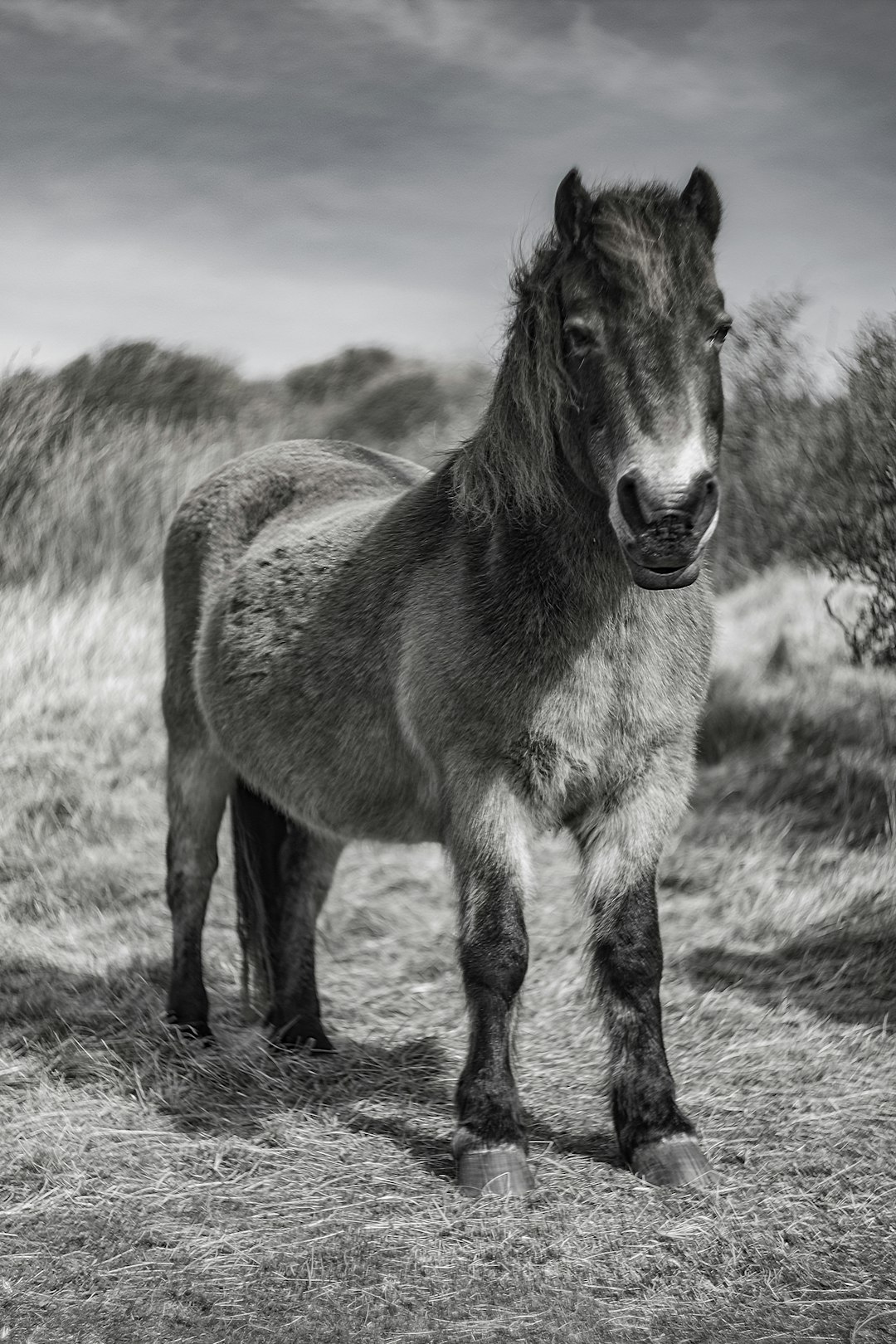 grayscale photography of horse