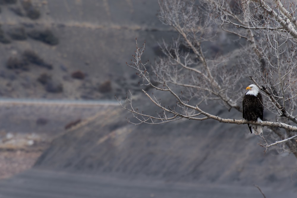 Fotografía de enfoque superficial de águila calva descansando en la rama de un árbol