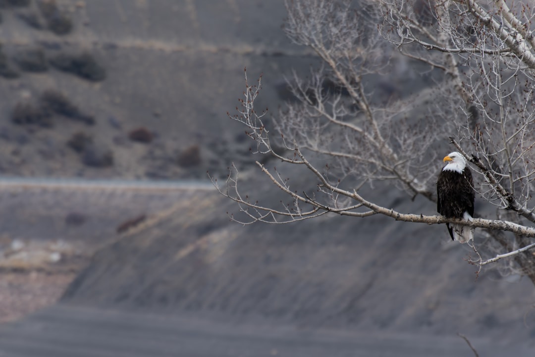  shallow focus photography of bald eagle resting on tree branch bald eagle