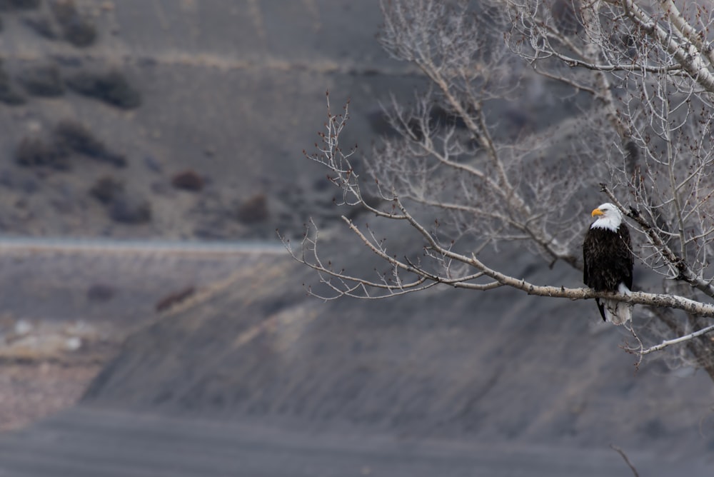 Photographie à mise au point peu profonde de pygargue à tête blanche reposant sur une branche d’arbre