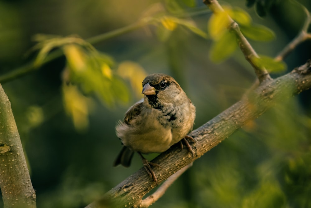 brown sparrow perching on gray branch at daytime