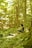 A serene setting featuring a person enjoying herbal products surrounded by lush greenery and natural elements.