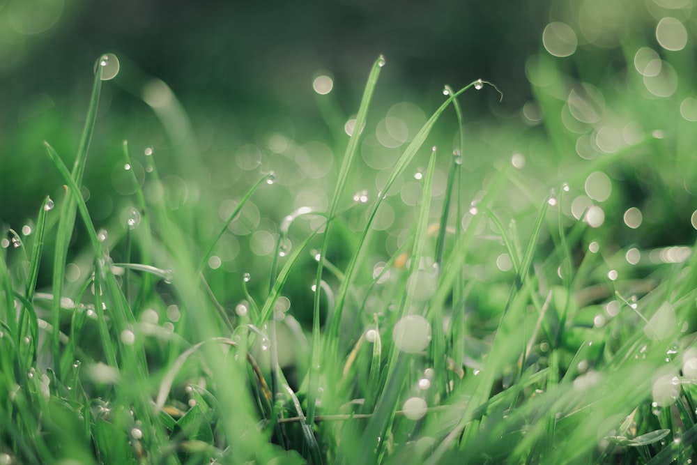 water droplets on green grass