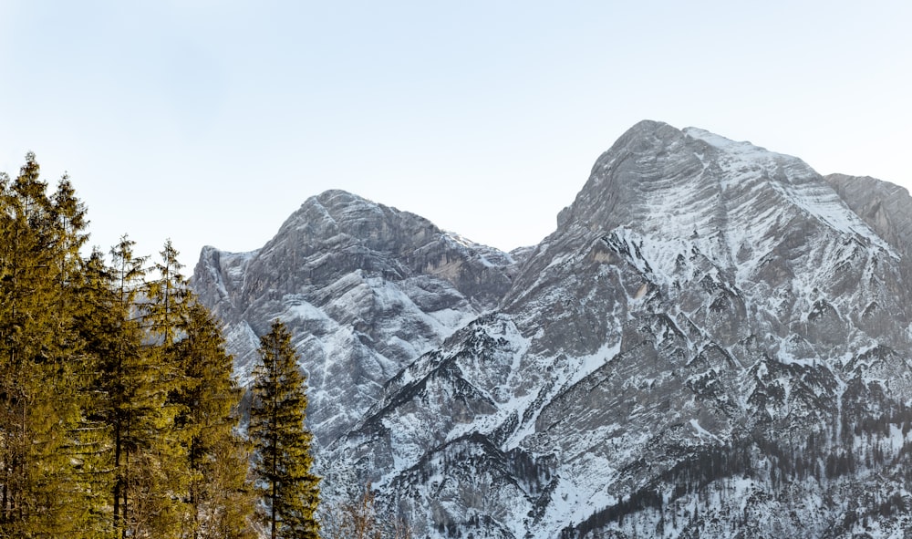 green trees near glacier mountain at daytime