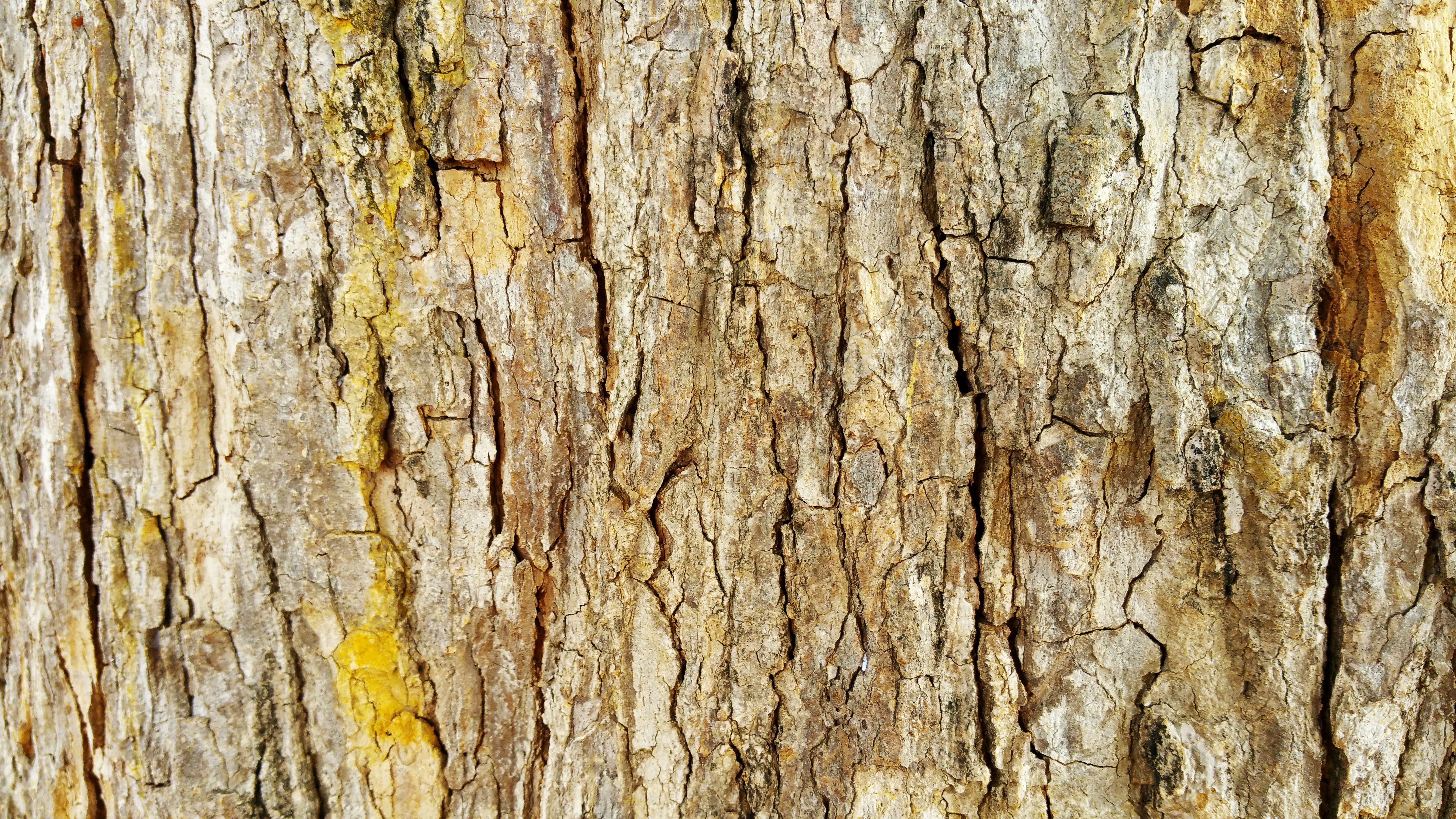 Free Unsplash photo from Chinnathambi Sundaram