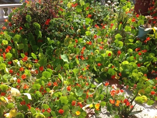 A lush garden filled with vibrant herbs and flowers showcasing a variety of plants together.