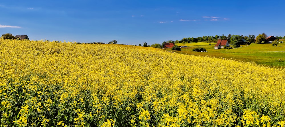 yellow petaled flower field