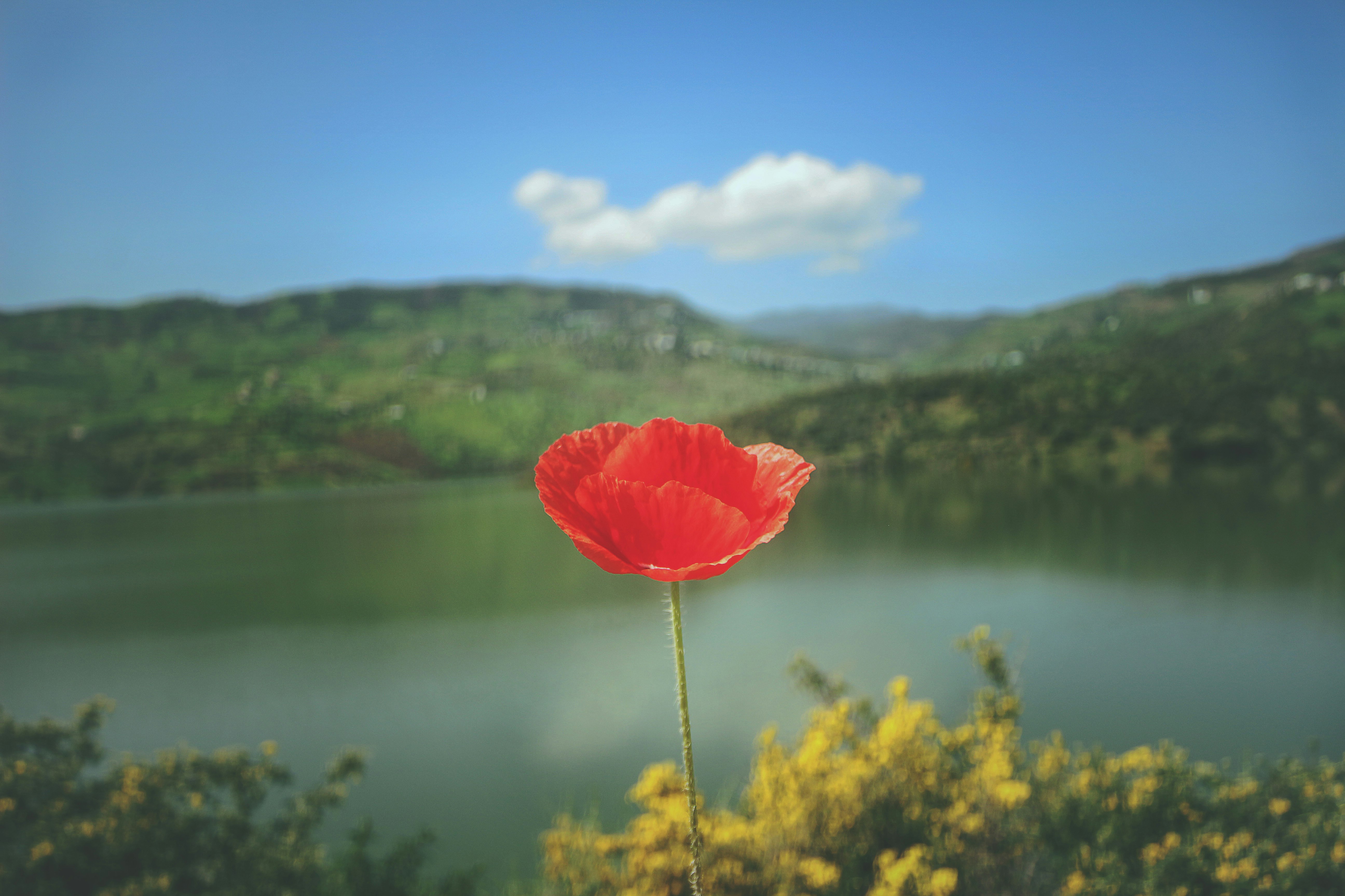 red petaled flower with lake and body of water as background photo