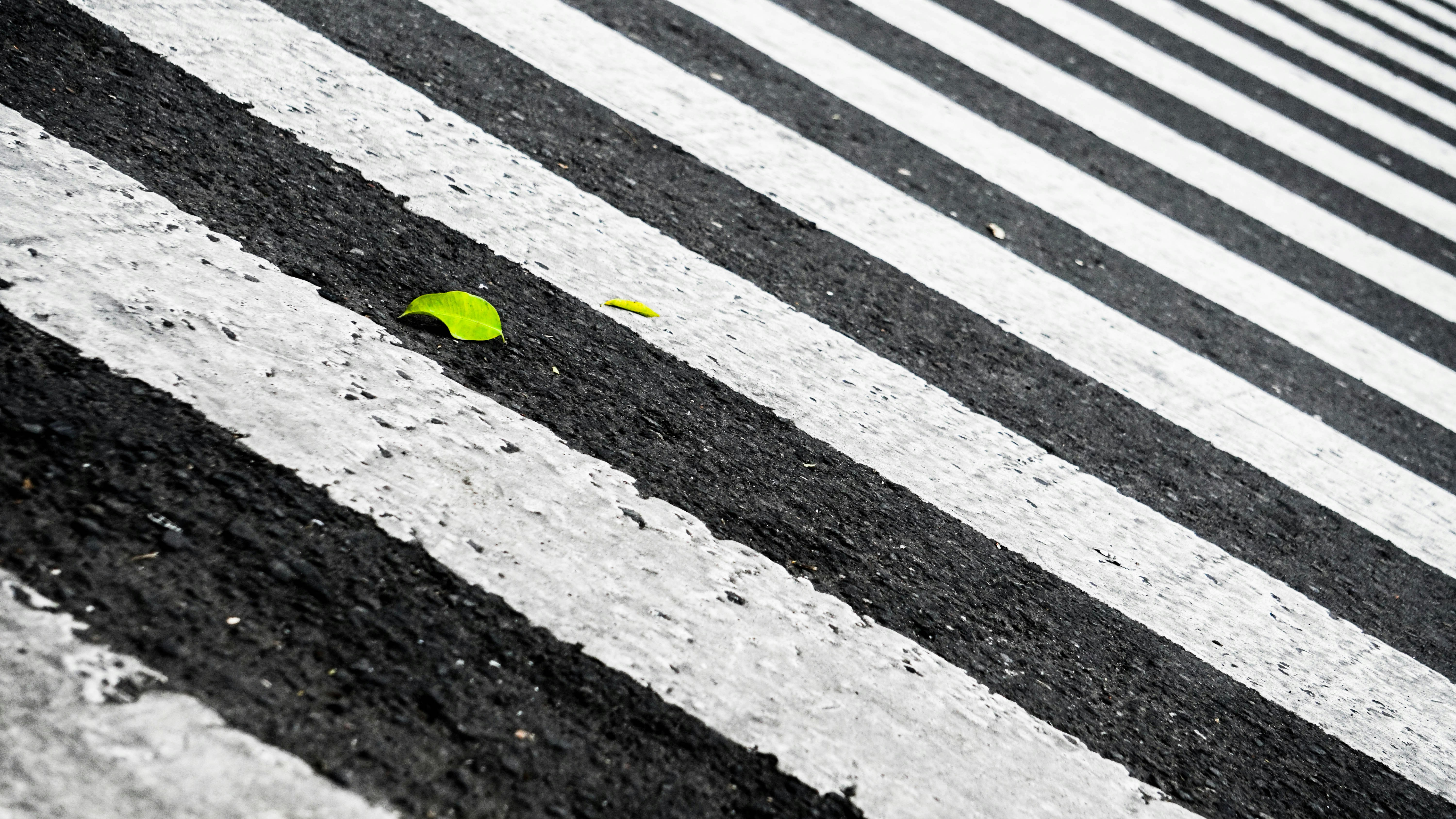 photo 1490359451968 e47780072243?ixlib=rb 4.0