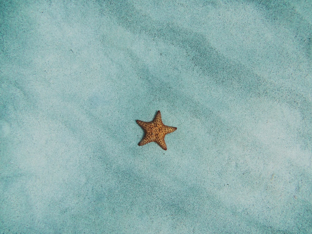 Estrela do mar marrom na areia azul