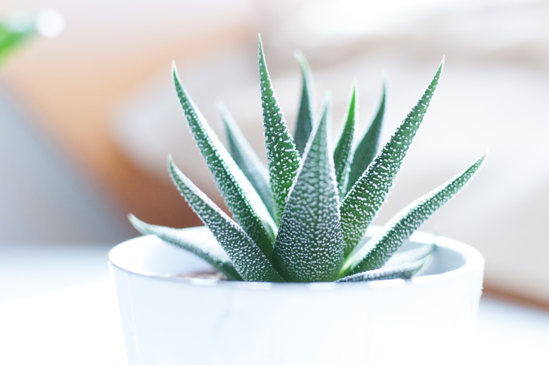 Aloe vera plant inside white pot