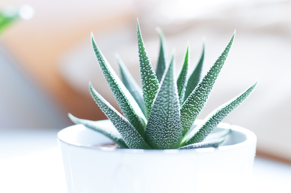 Planta de aloe vera dentro de maceta blanca