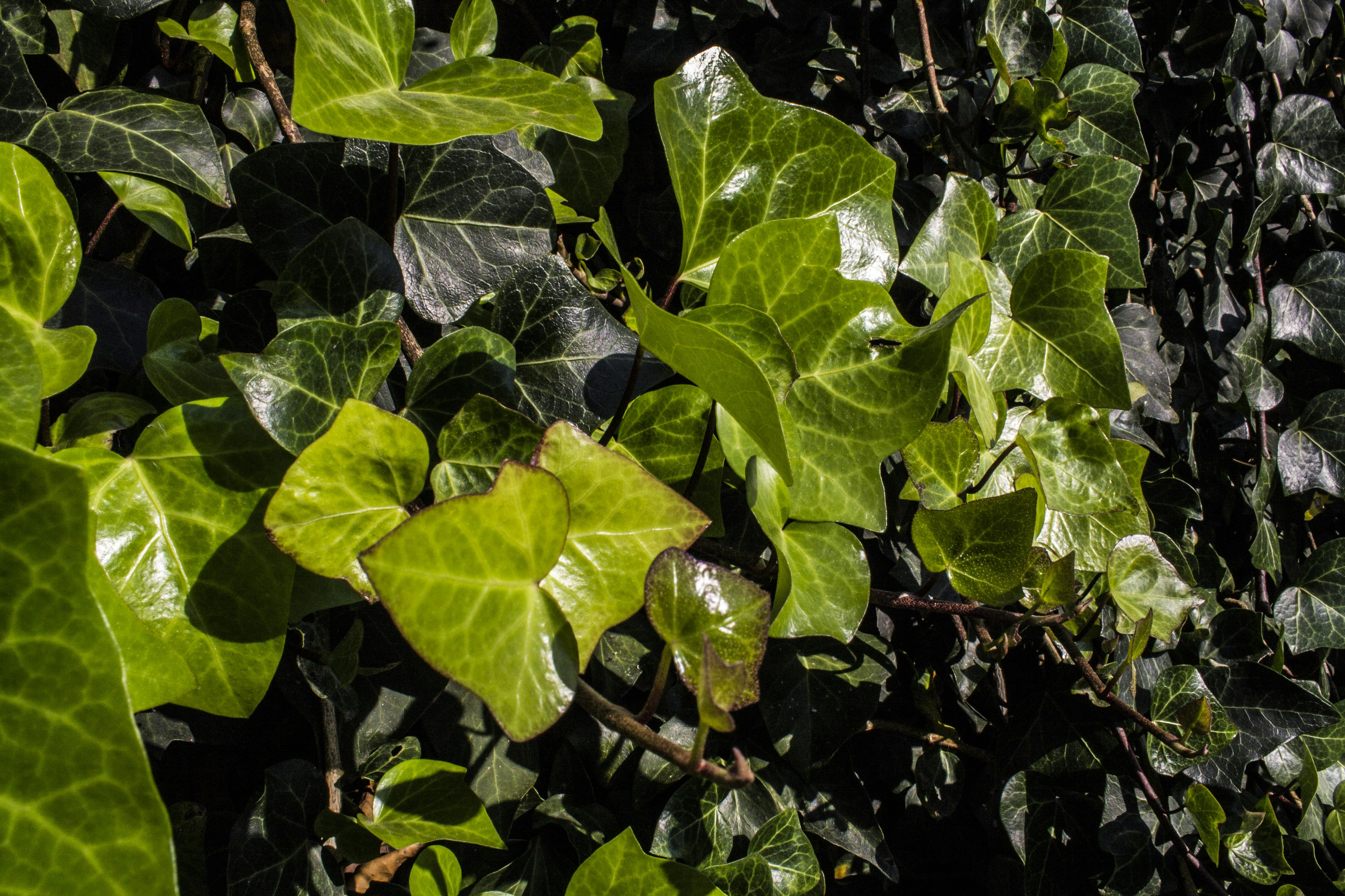 Free Unsplash photo from Caleb Hernandez Belmonte