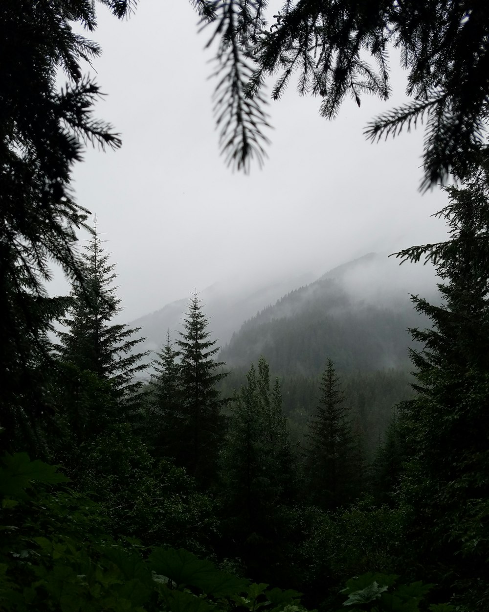 montagna coperta di nebbie