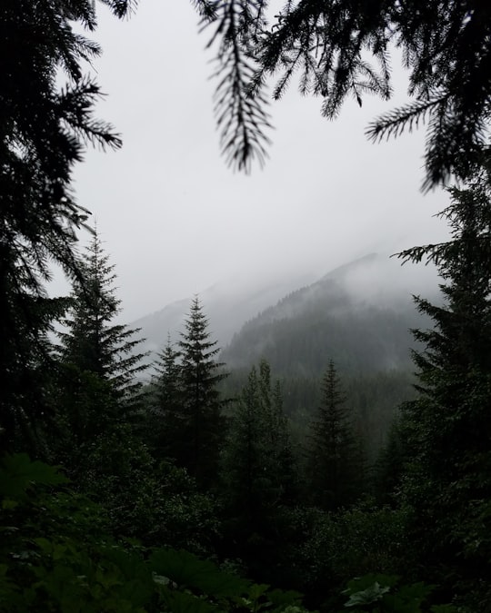 mountain covered with fogs in Kenai United States